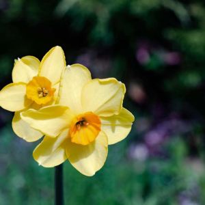 Narcissus ‘Yellow Cheerfulness’  – Daffodil ‘Yellow Cheerfulness’ get a quote