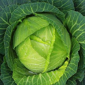 Cabbage – Stonehead cabbage get a quote