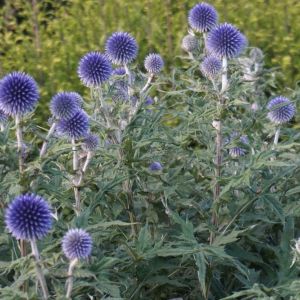 Echinops ritro – Small Globe Thistle – get a quote