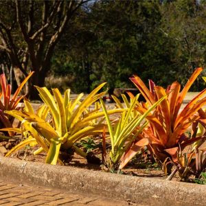 Aechmea ‘Blanchetiana’ – Blanchetiana Bromeliad – get a quote