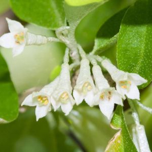 Elaeagnus umbellata – Elaeagnus Crispa – Autumn Olive – Autumn Elaeagnus – get a quote