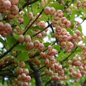 Enkianthus campanulatus – Redvein Enkianthus – get a quote