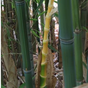 Phyllostachys bambusoides – Giant Timber Bamboo – Madake – get a quote