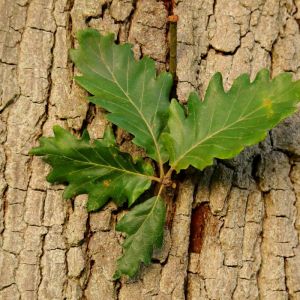 Quercus macranthera – Causian Oak – Persian Oak – Oak – get a quote