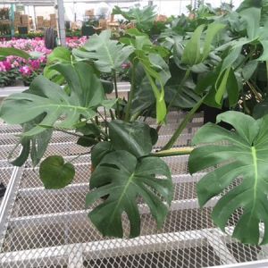 Philodendron Split Leaf get a quote