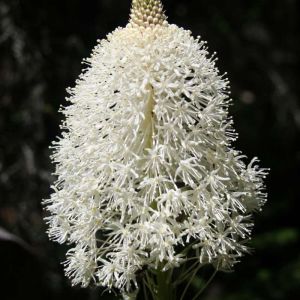 Xerophyllum asphodeloides ‘ Elk Grass ‘ get a quote