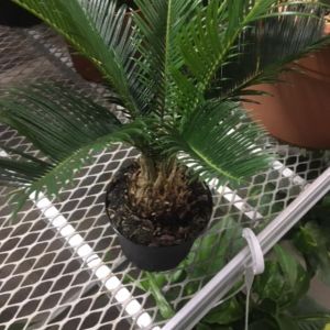 Cycas revoluta – King Sago palm – get a quote