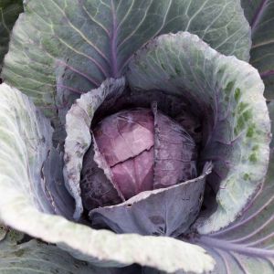 Cabbage – Red Cabbage get a quote