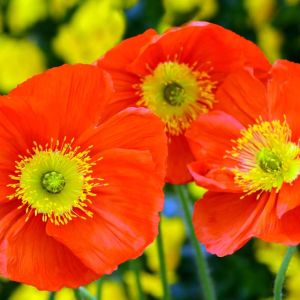 Papaver nadicale ‘Champagne Bubbles’ – Iceland poppy – get a quote