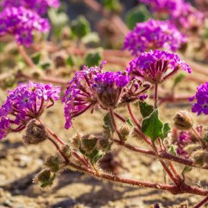 Abronia villosa – Sand Verbena – Nyctanginaceae get a quote