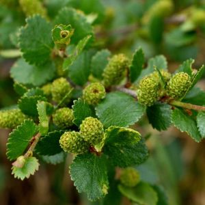 Betula nana – Arctic Birch – Dwarf Birch – Birch – get a quote