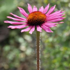 Echinacea tennesseensis – Tennessee Coneflower – Coneflower – get a quote