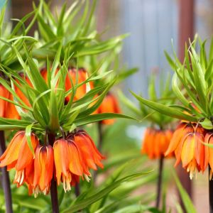 Fritillaria imperialis – Crown imperial – Fritillary – get a quote