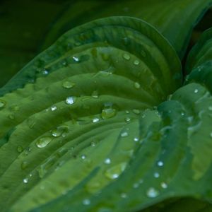 Hosta ‘Bright Lights’ – Plantain Lily ‘Bright Lights’ get a quote