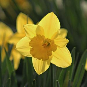 Narcissus ‘Sweetness’ – Daffodil ‘Sweetness’ – Bulbs get a quote