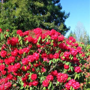 Rhododendron ‘Taurus’ – Azaleas – get a quote