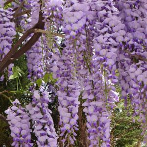 Wisteria floribunda ‘Royal Purple’ – Wisteria floribunda ‘Black Dragon’ – Wisteria floribunda ‘Kokuryu’ – Japanese Wisteria ‘ get a quote