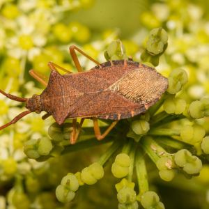 Horned Squash Bug – Anasa armigera get a quote