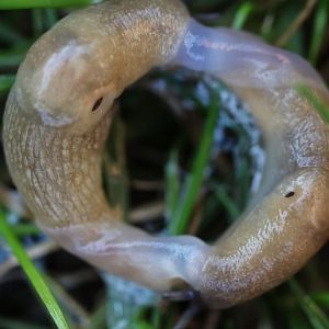 Midget Milky Garden Slug – Deroceras agrestre get a quote