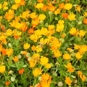 Calendula officinalis ‘Lemon Queen’ – English Marigold – Pot Marigold – Marigold – get a quote