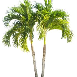 Archontophoenix alexandrae – Ptychosperma alexandrae – Alexander Palm – Northern Bangalow Palm – get a quote