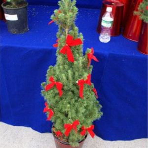 Decorated Aberta Spruce with red bows in red container get a quote