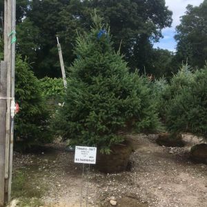 Picea ‘White’ – White Spruce get a quote