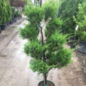 Topiary – Oriental Pom pom – juniper green get a quote