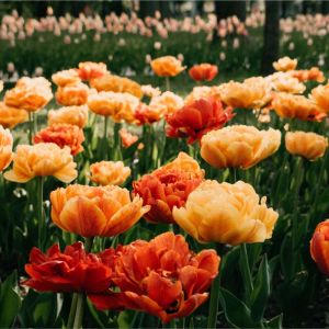 Tulipa ‘Sunny Lovers’ – Tulip ‘Sunny Lovers’ get a quote