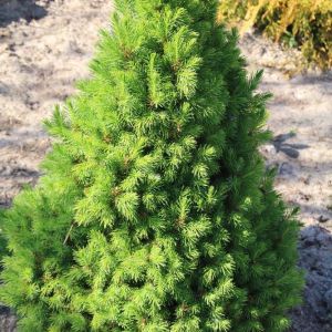 Picea Dwarf Alberta spruce – get a quote