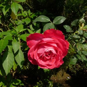 Rosa ‘Blaze’ – Rose ‘Blaze’ get a quote