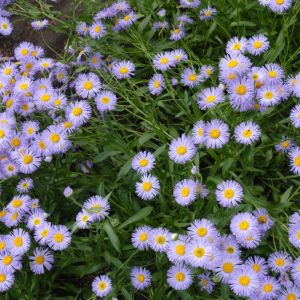 Erigeron speciosus – Oregon Daisy – Fleabane – get a quote