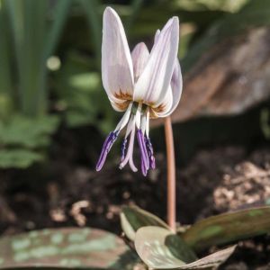 Erythronium des-canis ‘Snowflake’ – ‘European Dog’s-tooth-violet’ – Dog’s-tooth Violet – Trout Lily – Fawn Lily – get a quote