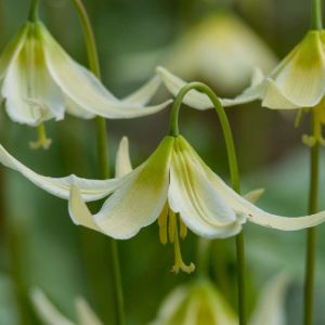 Erythronium oregonum – Dog’s-tooth Violet – Trout Lily – Fawn Lily – get a quote