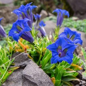 Gentiana alpina – Gentian – get a quote