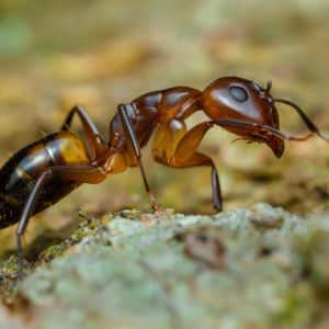 Argentine Ant – Linepithema humile get a quote