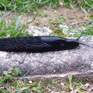 Black Slug – Arion ater – Helix aspersa get a quote