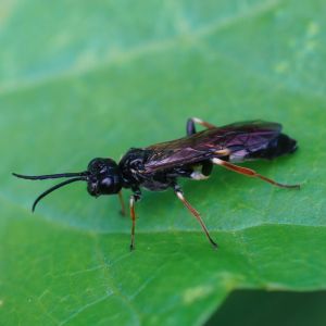 Curled Rose Sawfly – Allanthus cinctus get a quote