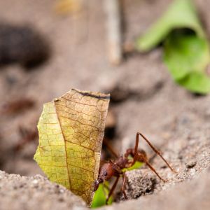 Texas Leafcutting Ant – Atta texana get a quote