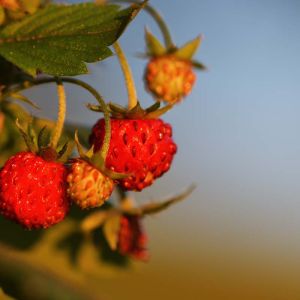 Fragaria moschata – Hautboy – Hautois – Strawberry – get a quote