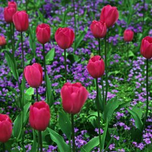 Tulipa ‘Don Quichotte’  – Tulip ‘Don Quichotte’ get a quote