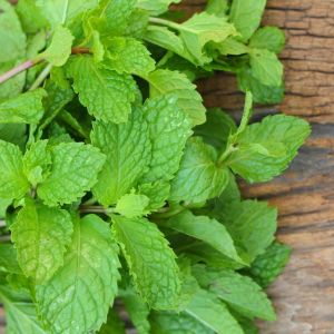 Peppermint – Monarda – herb get a quote