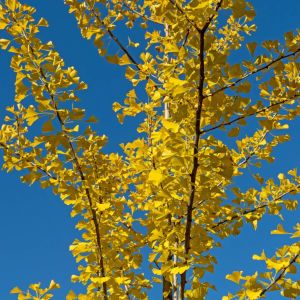 Ginkgo biloba ‘Autumn Gold’ – Maidenhair Tree – get a quote