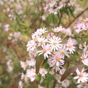 Olearia phlogopappa – Olearia gunniana – Olearia stellulata of gardens – Dusty Daisy Bush – Daisy Bush ‘ get a quote