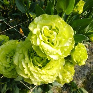 Rosa ‘Green Ice’ – Rose ‘Green Ice’ get a quote