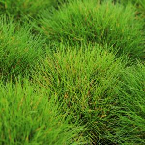 Festuca eskia – Festuca scoparia – Festuca varia var. scoparia – Beargrass – Bearskin Grass- Fescue get a quote