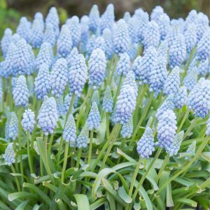 Muscari ‘Valerie Finnis’ – Muscarimia – Grape Hyacinth – bulb get a quote