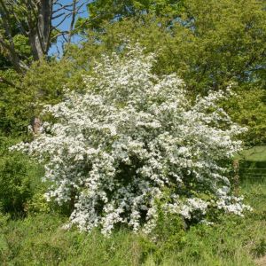 Crataegus monogyna – Singleseed Hawthorn – Quickthorn – Hawthorn – May – get a quote