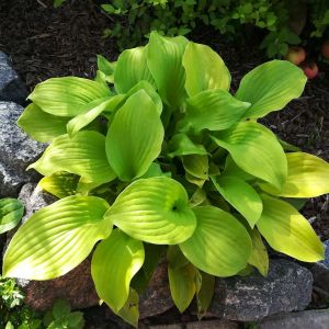 Hosta ‘Piedmont Gold’ – Plantain Lily ‘Piedmont Gold’ get a quote