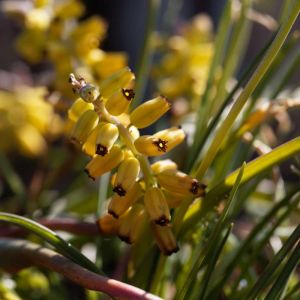 Muscari macrocarpum – Muscari moschatum var. flavum – Muscari muscarimi var. flavum – Muscarimia – Grape Hyacinth – get a quote